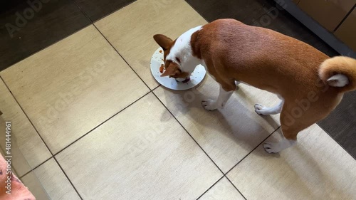 Top view of Basenji dog licking of white plate that standing on tiled floor