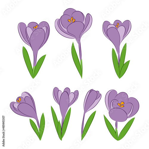 set of violet blue crocus spring flowers garden palnt season gift card photo