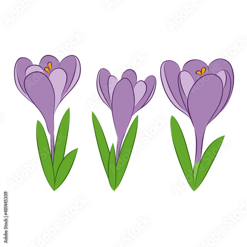 vector illustration blossom spring flower crocus blue plant of season card
