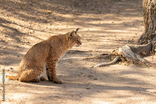 Young male bobcat kitten stalking and waiting for prey in the Sweetwater wetlands of Tucson, Arizona photo