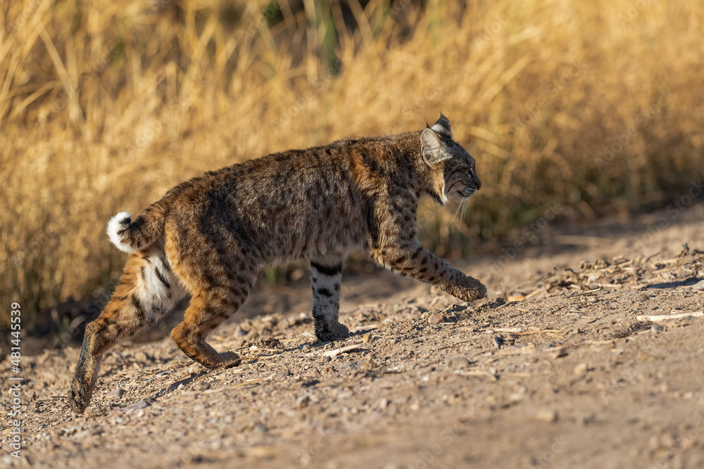 Fototapeta premium Female bobcat hunting in Sweetwater Wetlands of Tucson Arizona