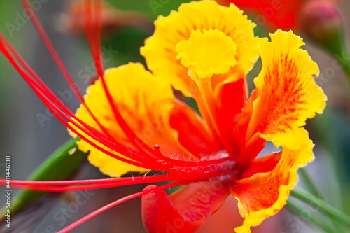 Detailaufnahme einer Caesalpinia Blüte (Pfauenstrauch) und Staubfäden photo
