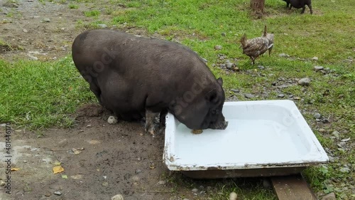 Funny black pig walkin on green grass. Animal family on farm. Nature background. Adult and kid pet portrait. Altai mountain region. Russian Siberia. Drink. Slow video