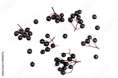 Elderberry berries on a branch, isolated on a white background, top view.