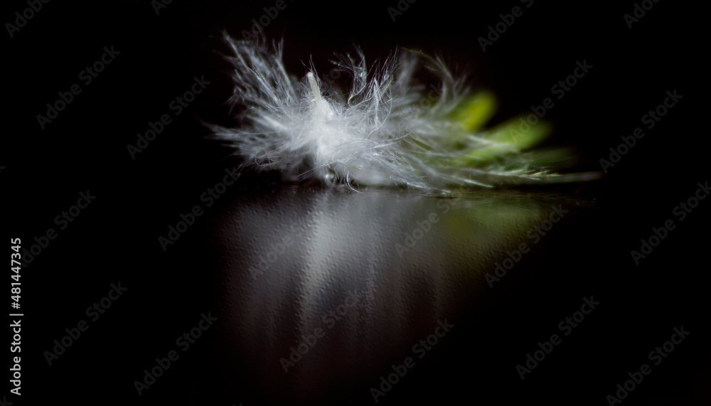 feather on black feather on black