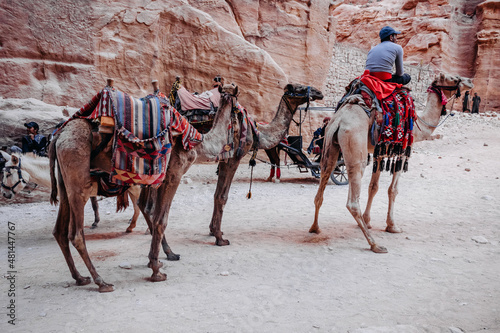 Φωτογραφία Camels with colorful saddle