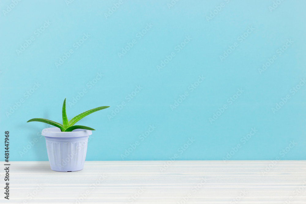 Creative layout flower in a pot on a wooden table. copy space Creative layout flower in a pot on a wooden table. copy space