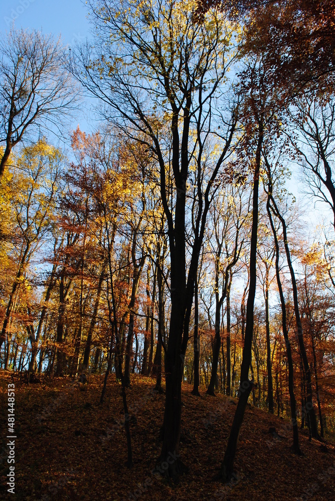 Naklejka premium autumn in the park