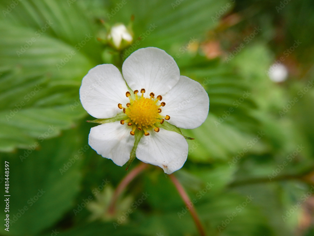 Close up of a Blooming wild Strawberry Close up of a Blooming wild Strawberry