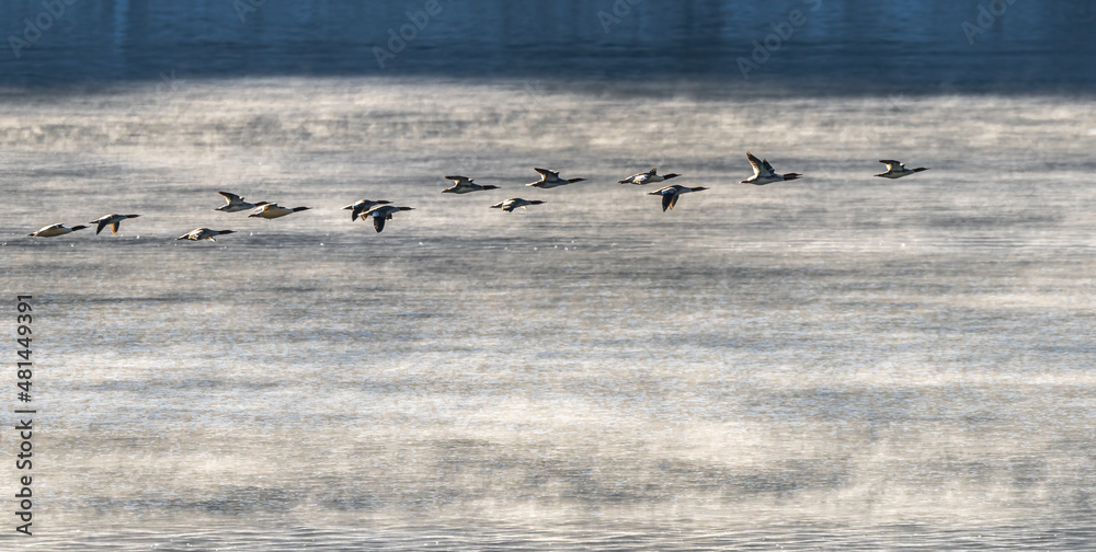 A Flock of Merganser Darting across a Lake in the Morning Mist A Flock of Merganser Darting across a Lake in the Morning Mist