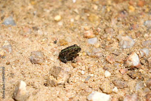 Baby African Bullfrog, Kruger National Park © Kim