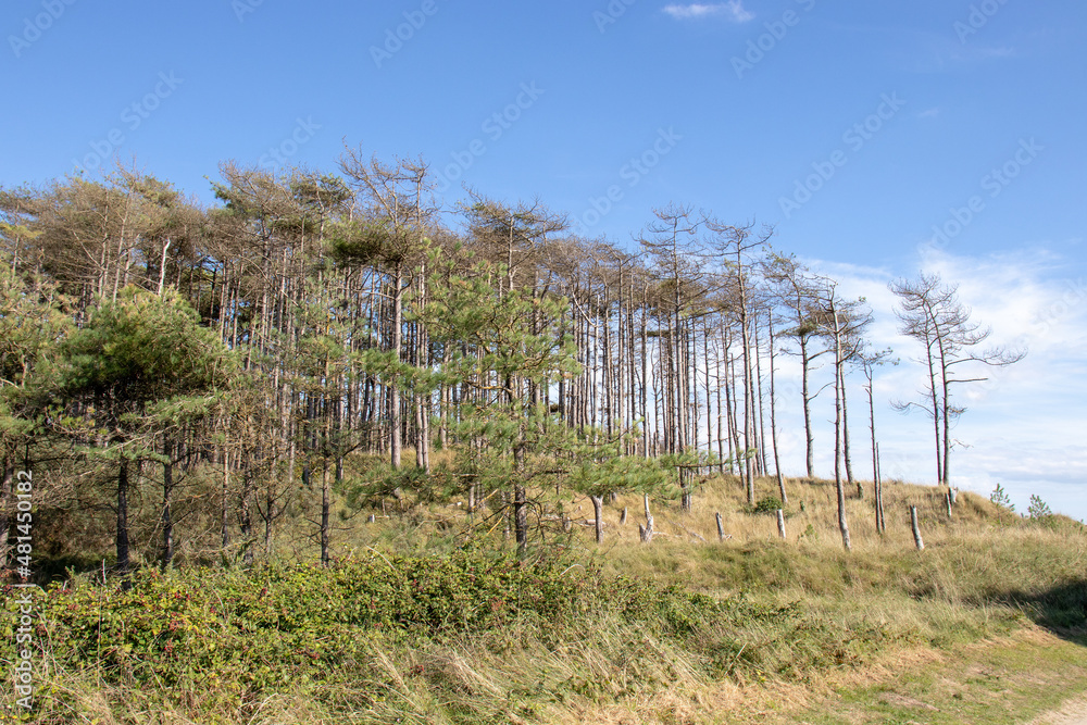Summertime trees near the beach. Summertime trees near the beach.