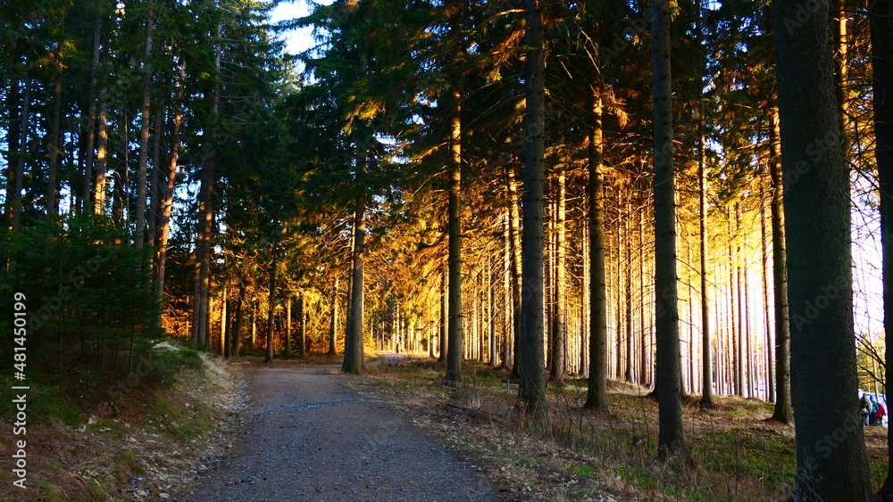 Fototapeta premium Am Abend im Wald