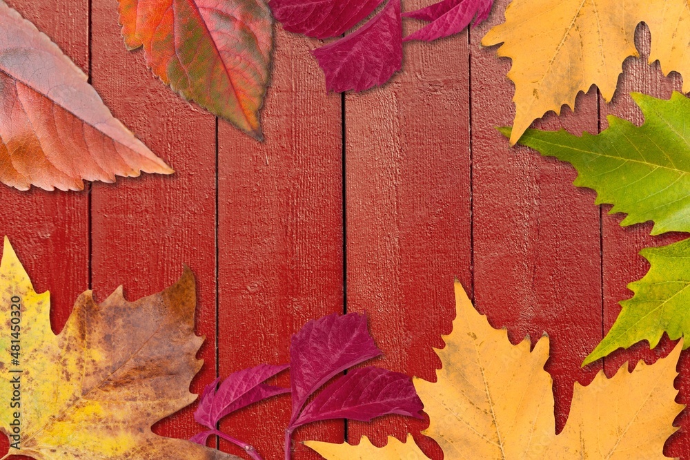 Obraz premium Frame made of different dried colored leaves on a background. Autumn composition