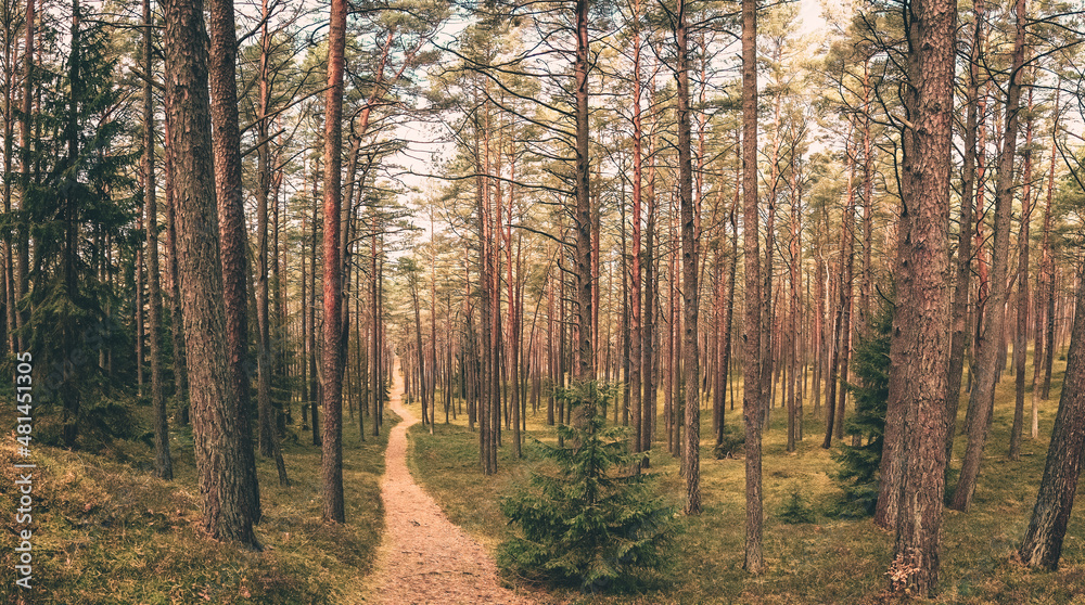 Fototapeta premium a panoramic shot of a path going through a pine forest