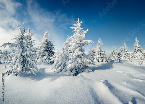 White fir trees on the top of Carpathian mountains, Ukraine, Europe. Christmas greeting postcard with snowy mountain forest. Beauty of nature concept background. © Andrew Mayovskyy