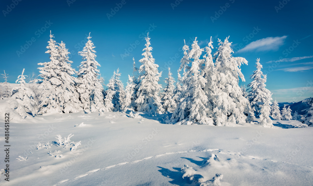 Obraz premium Beautiful winter scenery. White fir trees on the top of Carpathian mountains, Ukraine, Europe. Christmas greeting postcard with snowy mountain forest.