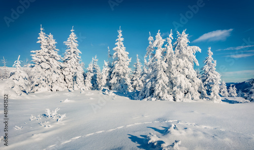 Beautiful winter scenery. White fir trees on the top of Carpathian mountains, Ukraine, Europe. Christmas greeting postcard with snowy mountain forest. © Andrew Mayovskyy