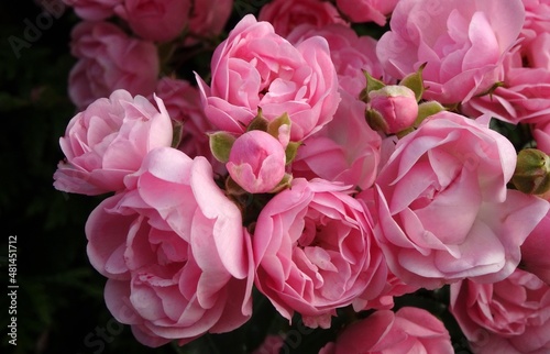 Beautiful pink roses in closeup.