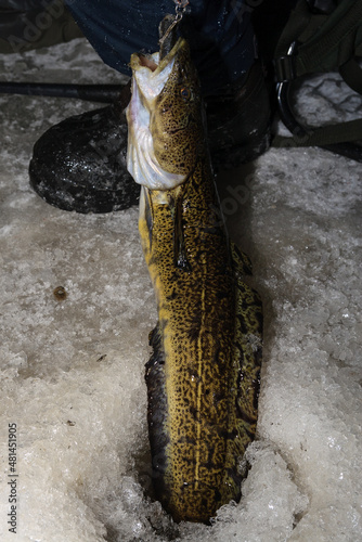 Fotografi burbot fishing during night