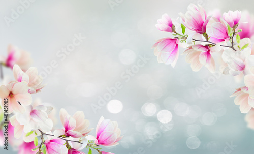 Blossoming pink magnolia Flowers © neirfy