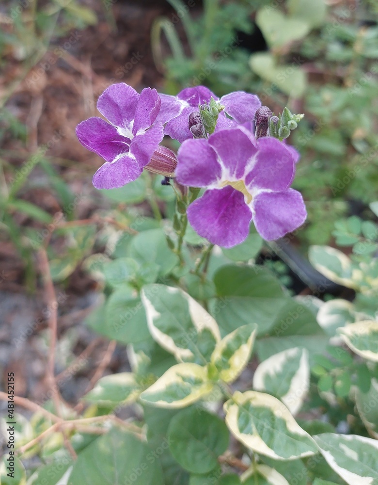 Fototapeta premium flowers in the garden