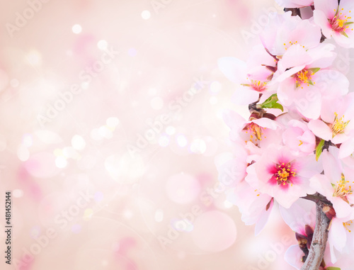 almond tree bloom