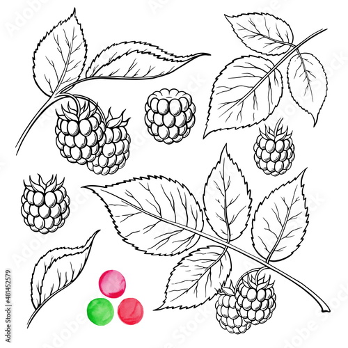 hand drawn vector illustration sweet raspberries isolated on whi