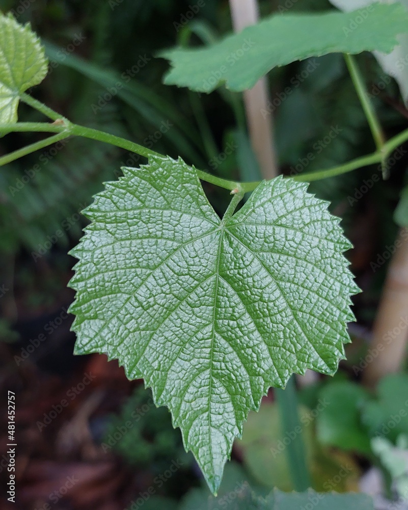 close up of green leaf close up of green leaf