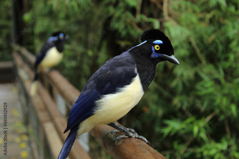 Fototapeta premium black blackbird