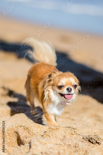 Dog chihuahua on the beach © Валерия Шубина