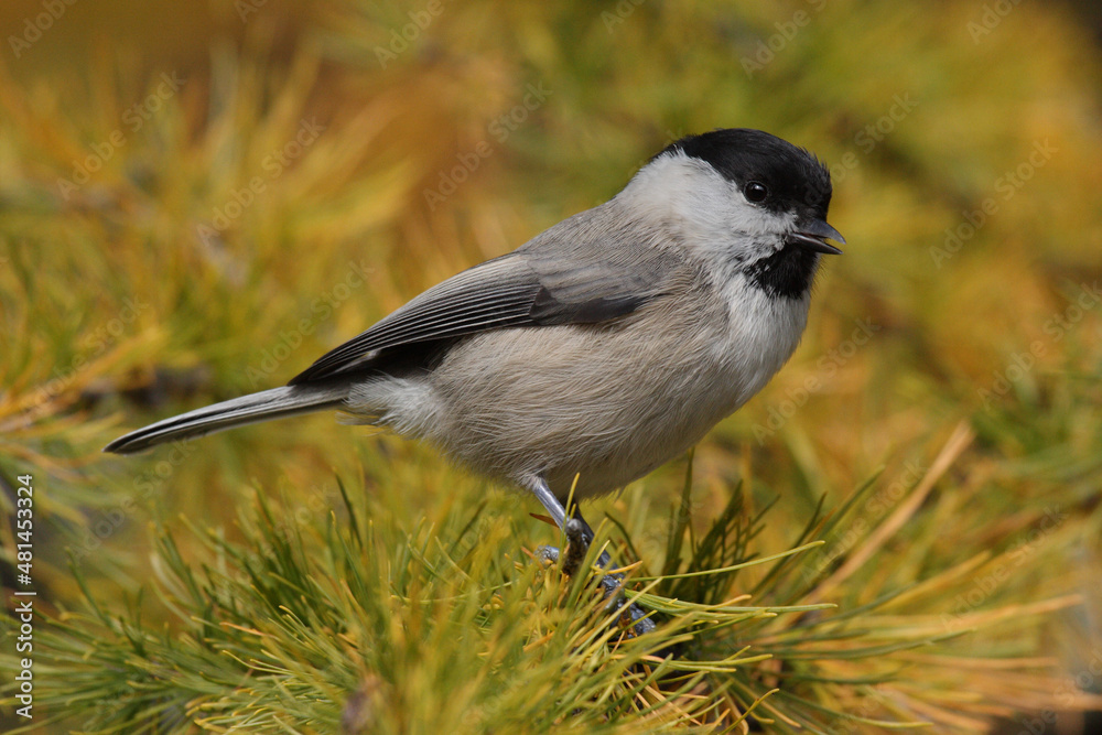 Naklejka premium Willow tit sitting on a branch in front of the colorful autumn forest