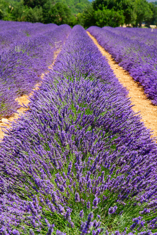 Obraz premium Lavender field