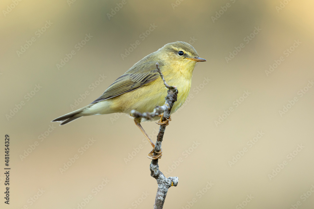 Obraz premium Willow Warbler (Phylloscopus trochilus) perched on a thin branch