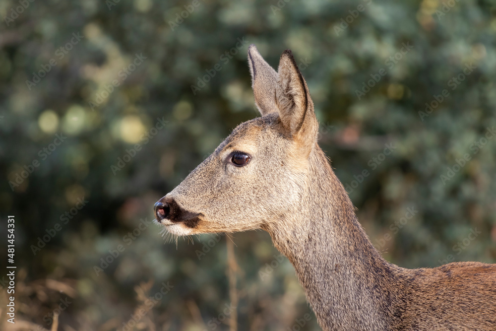 Close-up of female roe deer, Capreolus capreolus, on bushes