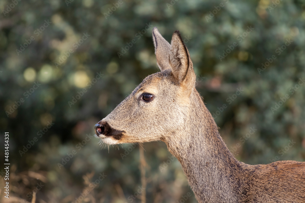 Close-up of female roe deer, Capreolus capreolus, on bushes Close-up of female roe deer, Capreolus capreolus, on bushes