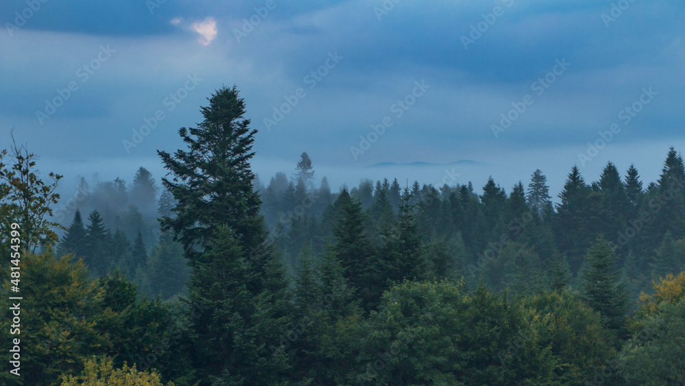 Morning forest in the Bieszczady Mountains