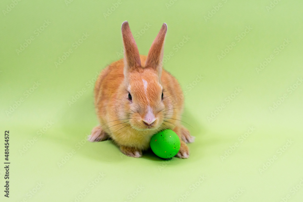 Fototapeta premium Redheaded rabbit close-up with a green egg on a green background. Easter holiday concept.