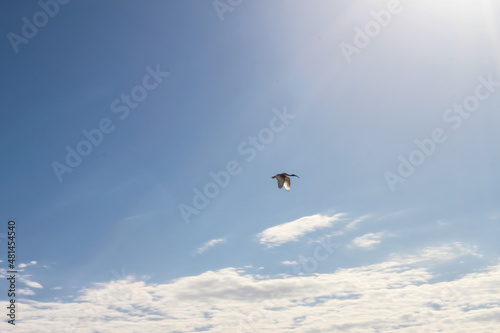 Seabird flying free high above the clouds in sunny blue sky
