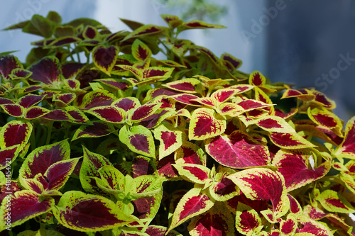 Canvas Print Coleus ('Defiance') plant foliage background