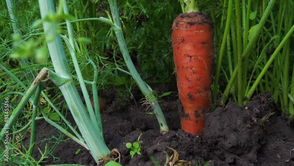 fresh carrots from the garden in the hands of the farmer fresh carrots from the garden in the hands of the farmer