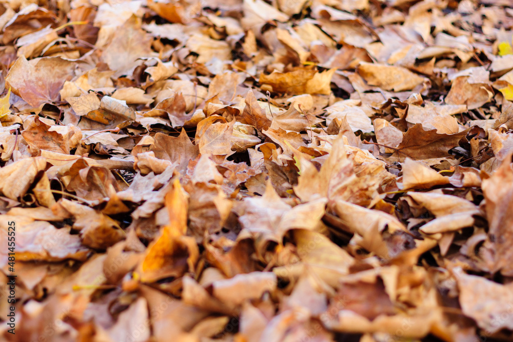 Leaves lie on the ground in autumn