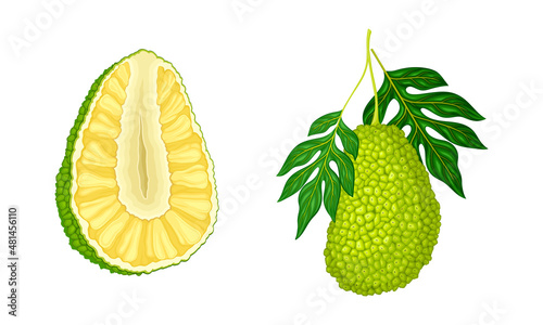 Ripe jackfruit set. Whole and half tropical fruit with seed coat and fibrous core vector illustration