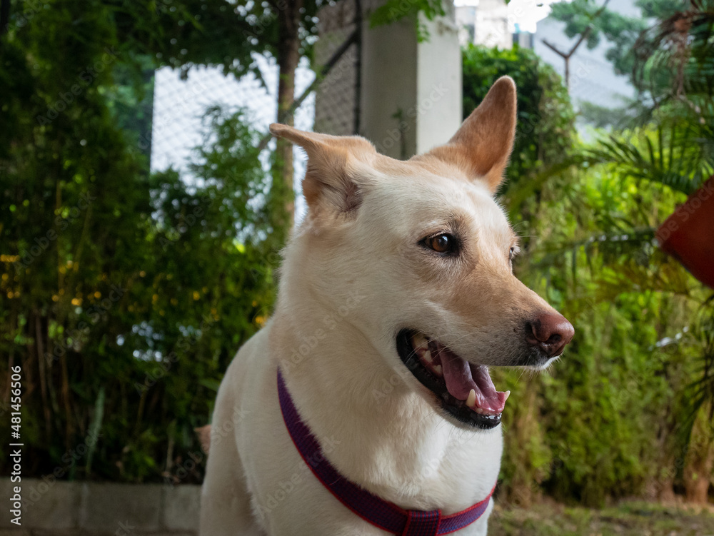A Portrait of a Blond German Shepherd Looking to Play in the Garden A Portrait of a Blond German Shepherd Looking to Play in the Garden