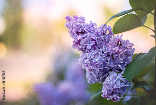Spring floral background. A branch of blooming lilacs on a bush. Free space for text. Shallow depth of field, soft selective focus.