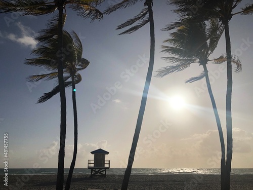 Palm Trees Blowing in the Wind