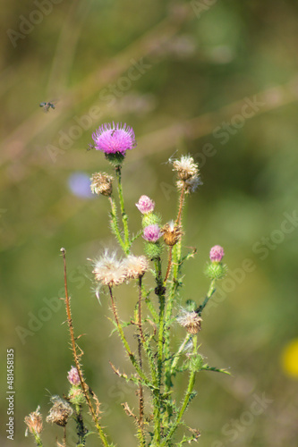Spiny plumeless thistle in bloom closeup view with green blurred background