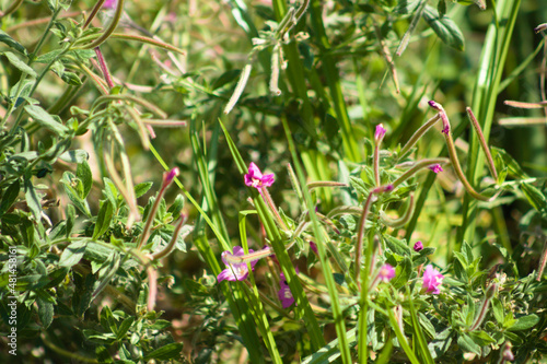 Hairy willowherb in bloom closeup view with selective focus on foreground