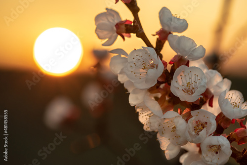 Atmospheric springtime sunset photo with the sun in the background on the left and the close-up of fruit blossoms on the right