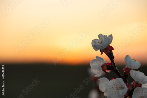 Close-up of a white-red apricotblossom in the orange dusk on the right side of the image. In the lower third of the image the green ground and the upper area the orange sky